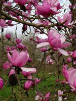 Albums/20200303-Kew Gardens/1